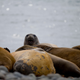 An elephant seals rest on the beach in Robert Island, in the South Shetland Islands archipelago, Antarctica.